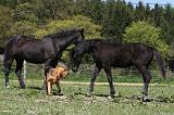 SAINT HUBERT ET CHEVAL 049